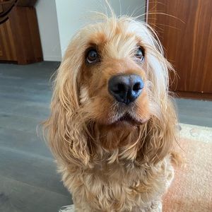 Meet your Posher, Ali